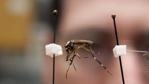 Epidemiólogos cubanos, asisten a sus coloegas nicaragüenses para combatir el dengue.