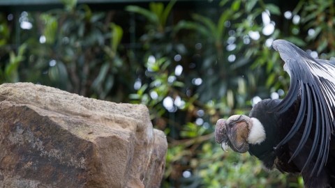El cóndor ecuatoriano forma parte de la Fundación Zoológica del Ecuador.