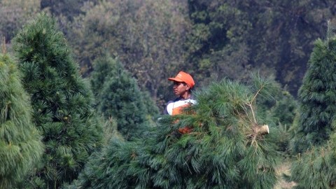 Inició del tradicional corte del famoso pino "Vikingo", en el Bosque de los Árboles de Navidad para estas fiestas navideñas.