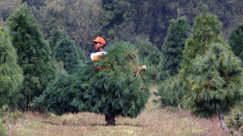 Inició del tradicional corte del famoso pino "Vikingo", en el Bosque de los Árboles de Navidad para estas fiestas navideñas.