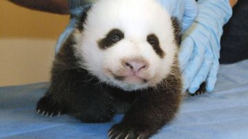 La panda Bao Bao será presentada oficialmente al público en el primer trimestre del 2014.