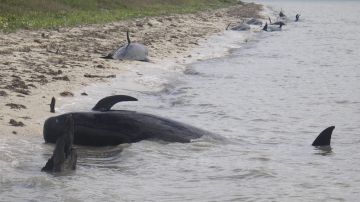 Algunos de los cuerpos de las ballenas que no han podido sobrevivir en las aguas del Parque Nacional de los Everglades, en Florida.