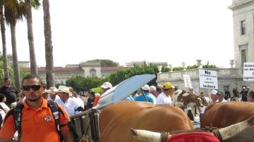 Ganaderos de Puerto Rico protestan por la caída de los márgenes de beneficio en el sector lácteo.