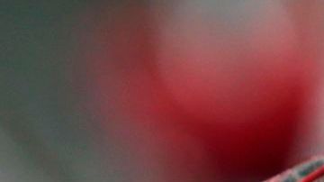 El hielo cubre un árbol de cerezas en Buffalo, al norte del estado de Nueva York. La nieve ha cubierto ramas y cables del tendido eléctrico, lo que está provocando apagones.