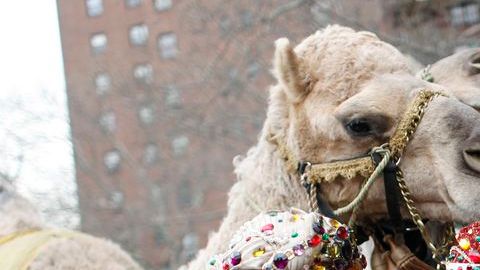 Melchor, Gaspar y Baltasar, junto a sus camellos, se tomarán las calles de El Barrio este lunes.