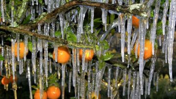Una de las principales preocupaciones de las autoridades es el impacto que puede tener la ola de frío en el sector agrícola.
