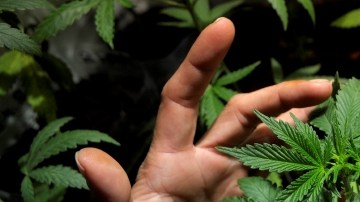 Sólo dos estados en EEUU han legalizado la marihuana con fines recreativos.