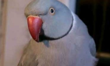 Desde que les salvo la vida, los dueños del loro quieren más a la mascota.