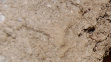 Los huevos fueron enterrados nuevamente de donde habían sido extraídos.