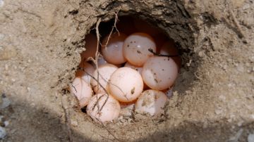 Los huevos fueron enterrados nuevamente de donde habían sido extraídos.