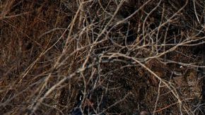 Investigadores continúan hoy las labores de búsqueda en el río Este en la zona de Queens.