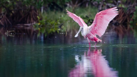 El plan dispuesto a largo plazo para los Everglades consta de una inversión total de $880 millones para la restauración de los humedales.