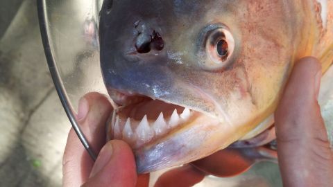 Las palometas pertenecen a la familia de las pirañas.