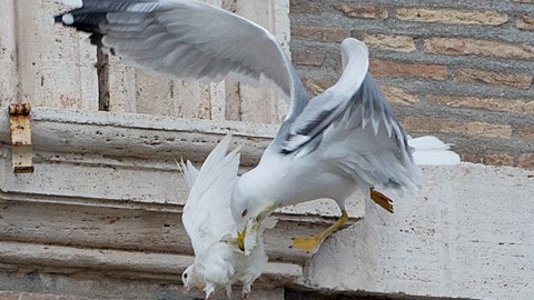 Las dos palomas fueron atacadas luego que Francisco habló sobre la paz.