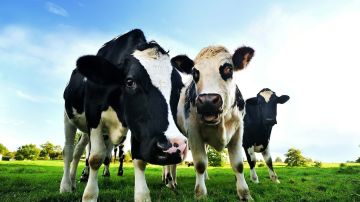 El ganado vacuno libera gran cantidad de gas metano.
