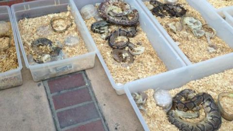 Las autoridades encontraron más de 200 serpientes muertas.