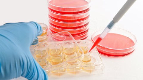 Investigadores expusieron células de  ratones recién nacidos a un ambiente más ácido al que están acostumbrados y las convirtió en células madre.