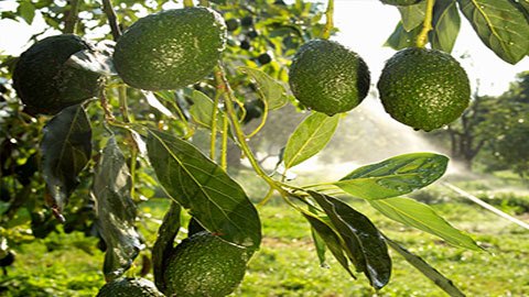 Michoacán exportó más de 500 mil toneladas de aguacate a los EEUU.