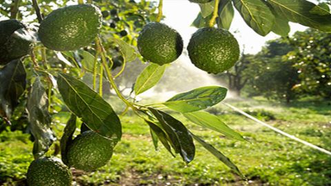 Michoacán exportó más de 500 mil toneladas de aguacate a los EEUU.