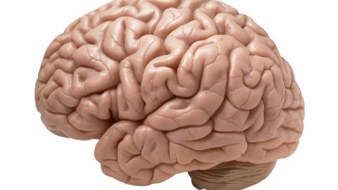En el Parkinson, ciertas células nerviosas específicas se pierden.