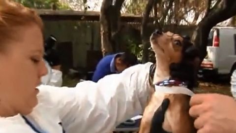 Los perros y gatos estaban hacinados en jaulas y rodeados de suciedad.