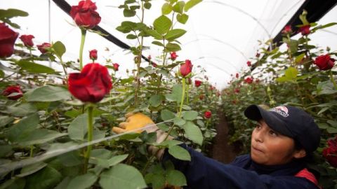 Una trabajadora selecciona rosas en la finca Ecuanros, en el sector de Pastocalle, en Ecuador.
