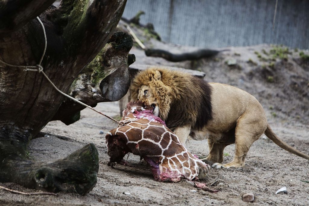 La carne de Marius fue degustada por los leones del zoológico de Copenhague.