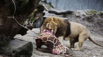 La carne de Marius fue degustada por los leones del zoológico de Copenhague.