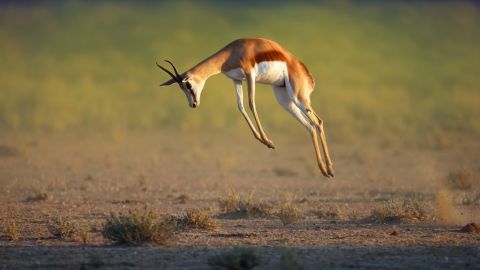 Los investigadores determinaron que, pese a sus diferentes características,  todos los animales se mueven de la misma manera.