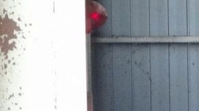 Los animales fueron abandonados tras la explosión en la planta nuclear.