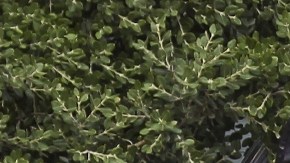 Cristiano Ronaldo llega a la concentración  de Portugal.