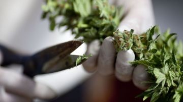 Actualmente al menos 20 estados y el Distrito de Columbia permiten el uso de marihuana con fines medicinales.