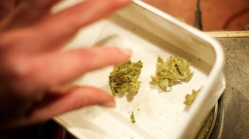 Según una reciente encuesta, los residentes de Florida apoyan con 82% la legalización de la marihuana con fines médicos.