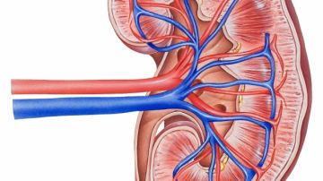 Anatomía del riñón.