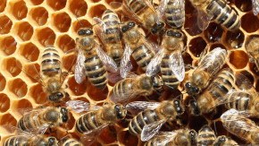 El sacerdote se encontraba de visita en Nicaragua.