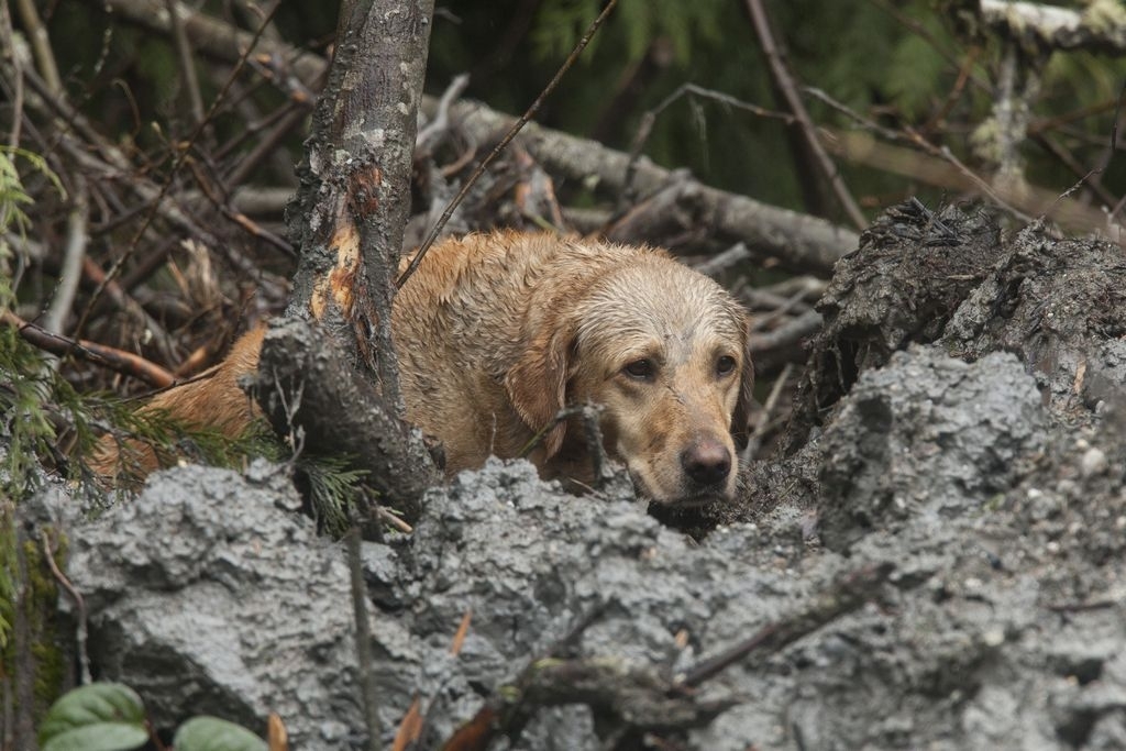 Un perro participa en las labores de búsqueda de víctimas entre las montañas de barro que dejó el alud.