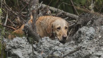 Un perro participa en las labores de búsqueda de víctimas entre las montañas de barro que dejó el alud.