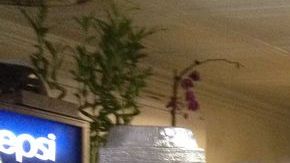 Esta familia dominicana sólo contrata dentro de su propia casa. No reciben aún solicitudes de extraños.