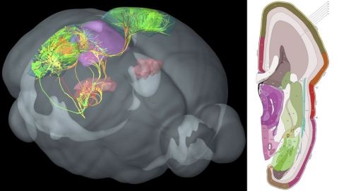 El funcionamiento del cerebro humano se determina principalmente por procesos de transcripción prenatales.