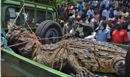 A pesar de su gran tamaño, el animal es 103 libras más liviano que el cocodrilo “Lolong” que mantiene el récord mundial de ser el más grande, y que murió el año pasado en Filipinas.