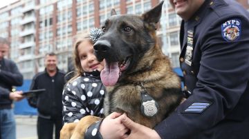 Uno de los caninos graduados que será asignado a detectar explosivos en el subway de Nueva York.