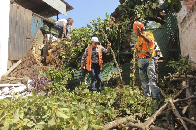 trabajadores municipales  levantan ramas de un árbol derribado por los fuertes vientos en Mejicanos, ubicado a unos tres kilometros al norte de San Salvador.