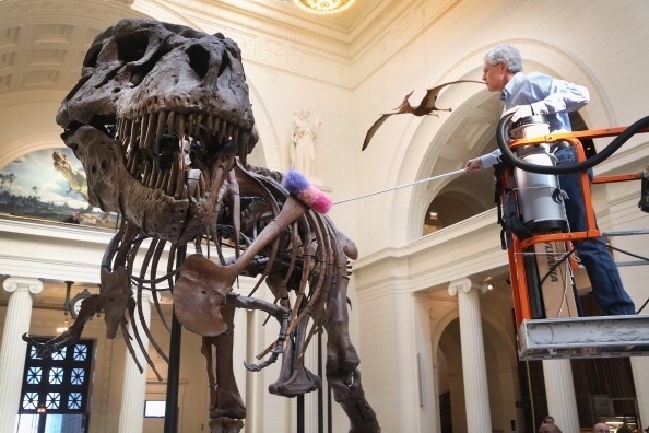El "Tyrannosaurus rex" es complemento de la renovación del Salón de Fósiles y Dinosaurios, del Instituto Smithsonian.