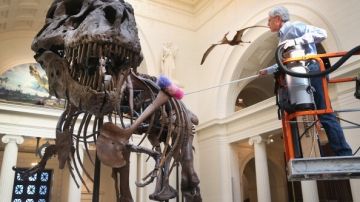 El "Tyrannosaurus rex" es complemento de la renovación del Salón de Fósiles y Dinosaurios, del Instituto Smithsonian.