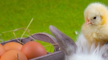 Los conejitos y pollitos que los niños reciben en la fiesta de Easter son abandonados.