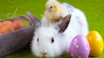 Los conejitos y pollitos que los niños reciben en la fiesta de Easter son abandonados.