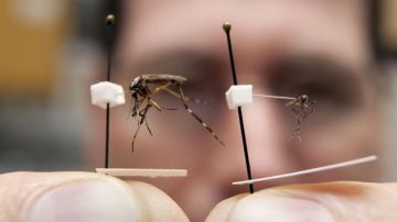 Ejemplar del mosquito Aedes aegypti trasmisor del dengue.