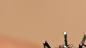 Mosquito Aedes Aegypti transmisor del dengue