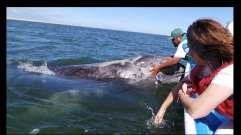 La Paz, en Baja California, ofrece la oportunidad de disfrutar del mar, la comida y su marina en su plenitud.