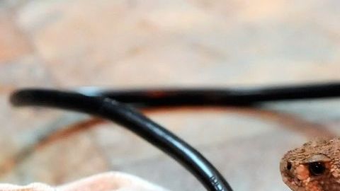 A la serpiente la mataron luego de atraparla.